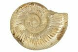 Polished Jurassic Ammonite (Perisphinctes) - Madagascar #248748-1